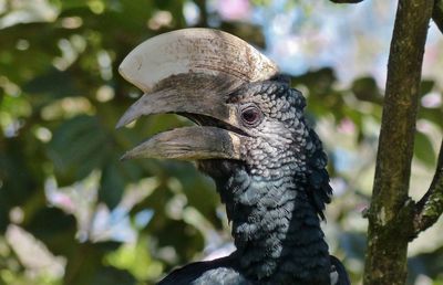 Close-up of a bird looking away