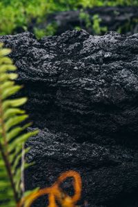 Close-up of tree trunk