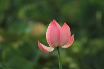 Lotus is the embodiment of truth, goodness and beauty in people's minds