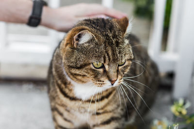 Close-up of a cat looking away