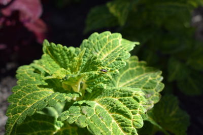 Close-up of fresh green leaves