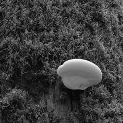 Close-up of mushroom growing on field