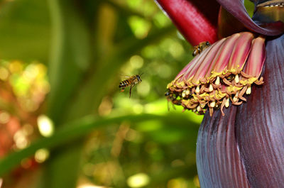 Honeybees on flower