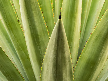 Close-up of succulent plant