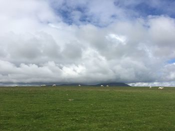 Scenic view of field against sky