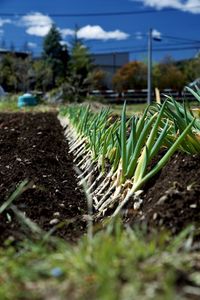 Surface level of crops on field