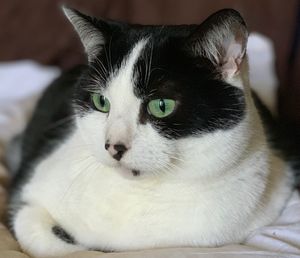 Close-up of cat looking away