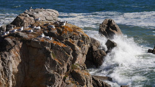 Waves splashing on rocks covered with seagulls