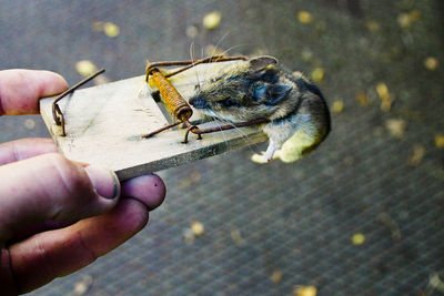 Midsection of person holding insect