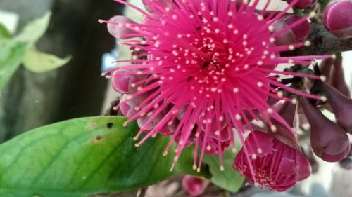 Close-up of pink flower blooming outdoors