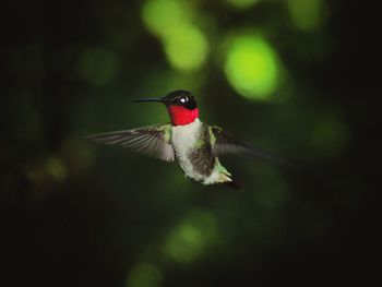 Close-up of bird flying