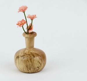 Close-up of flowering plant against white background