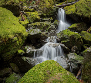 Scenic view of waterfall in forest