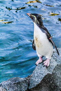 High angle view of penguins perching on rock in sea