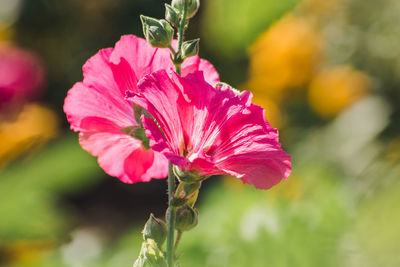 Close-up of pink flowering plant