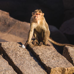 Portrait of monkey on rock