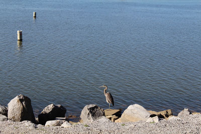 Gray heron on rock at shore