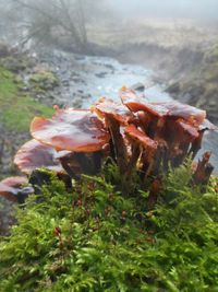 Close-up of crab on ground