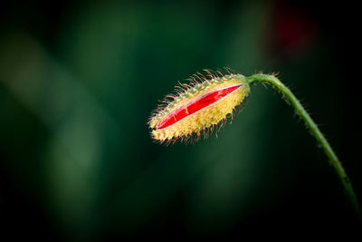 Close-up of red flower bud