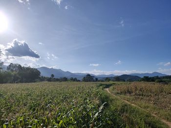 Scenic view of agricultural field against sky