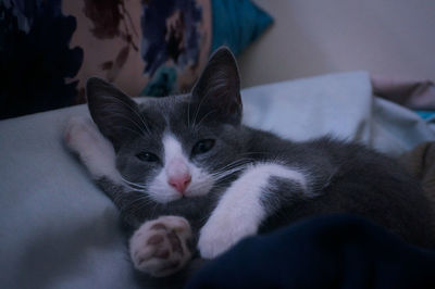 Close-up portrait of a cat
