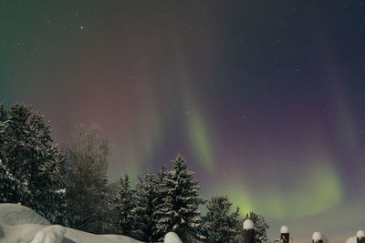 Low angle view of trees against sky at night