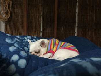 Dog sleeping on bed