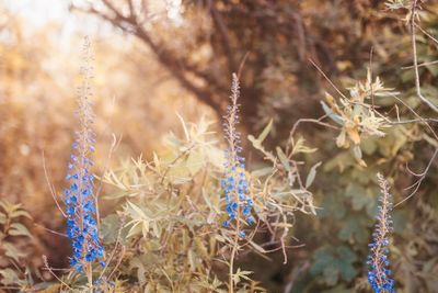 Close-up of flowering plants on field