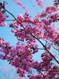 Low angle view of cherry blossoms in spring