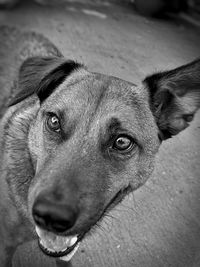 Close-up portrait of dog