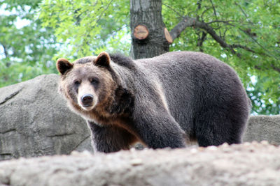 Portrait of grizzly bear in forest