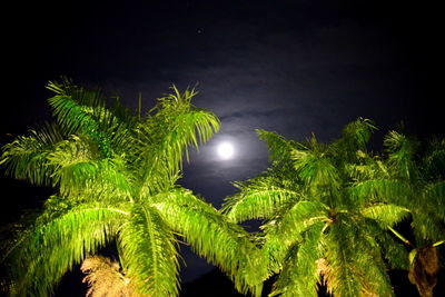 Low angle view of palm trees against sky at night