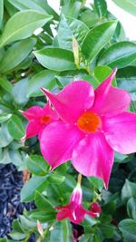 Close-up of pink flowers blooming outdoors