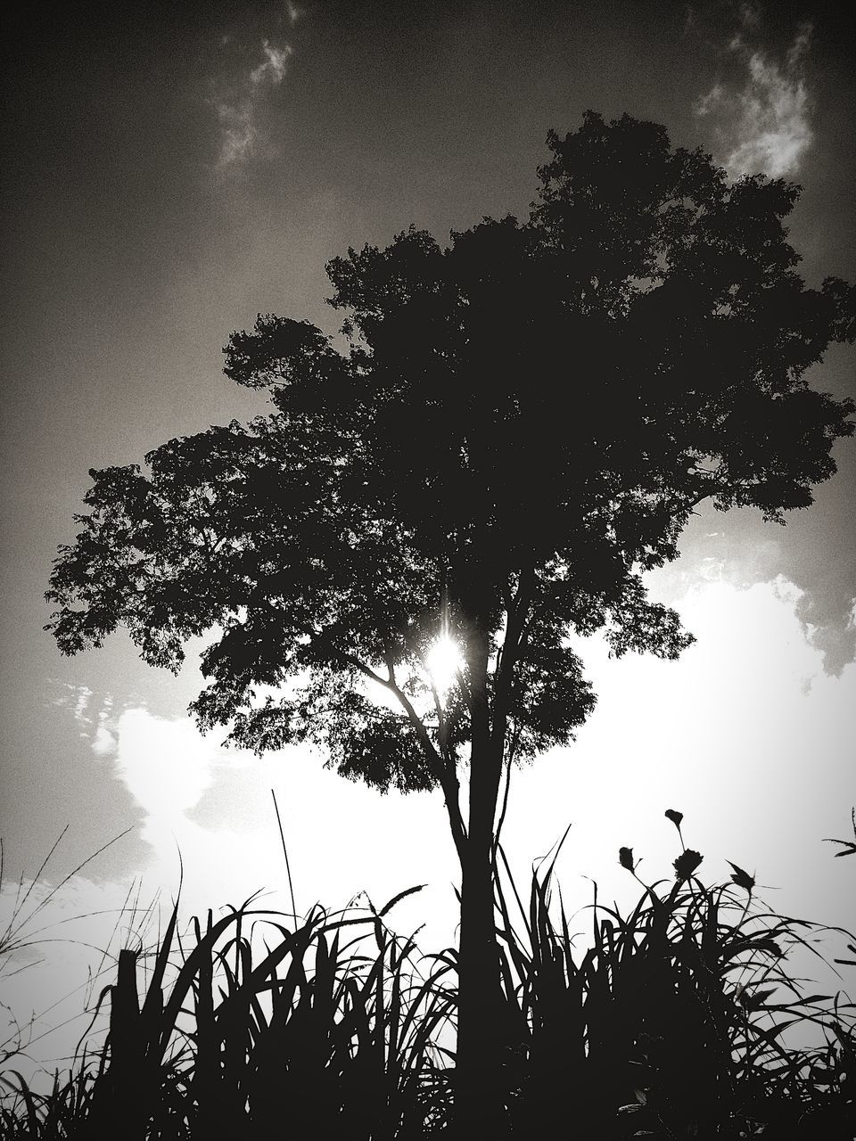 tree, silhouette, low angle view, sky, growth, tranquility, branch, beauty in nature, nature, tranquil scene, sun, scenics, sunset, back lit, outdoors, sunlight, no people, idyllic, cloud - sky, dusk