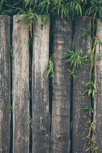 Plant growing on wooden wall