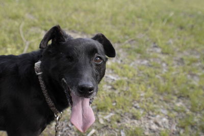 Close-up of dog looking away