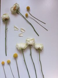 Close-up of flowers over white background