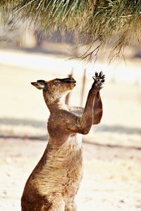 Side view of a kangaroo eating from a branch 