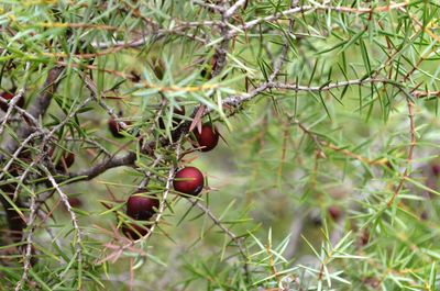 Close-up of berries growing on tree