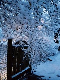 Close-up of snow on tree