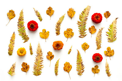 High angle view of various flowers against white background