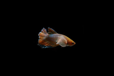 Fish swimming in sea