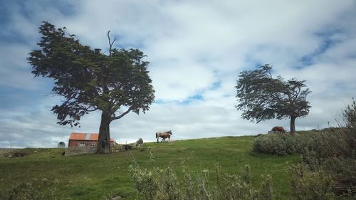 Low angle view of horses on grassy field against cloudy sky