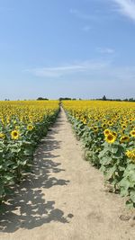 Yellow flowers growing on field against sky