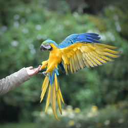 Close-up of a bird flying