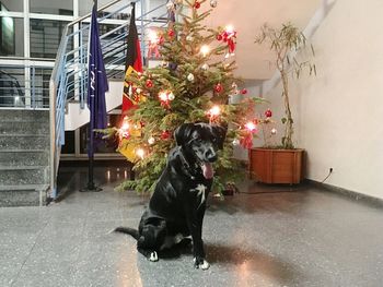 Dog on christmas tree