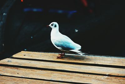 Close-up of bird perched on wall