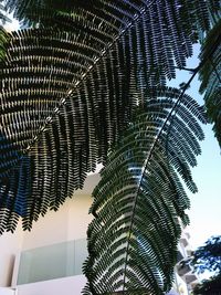 Low angle view of tree against sky