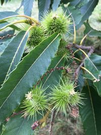 Close-up of fresh fruit on tree