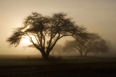 Silhouette trees on field against sky during foggy weather